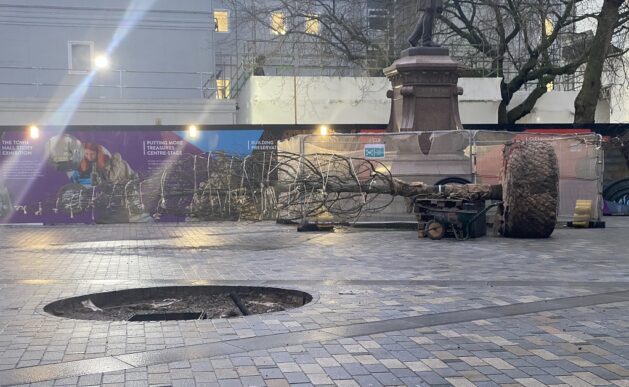 Albert Sq trees, c PNW