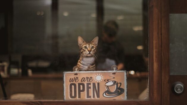 Cat Cafe, c Jefferson Vinluan on Unsplash Cat Cafe, c Jefferson Vinluan on Unsplash