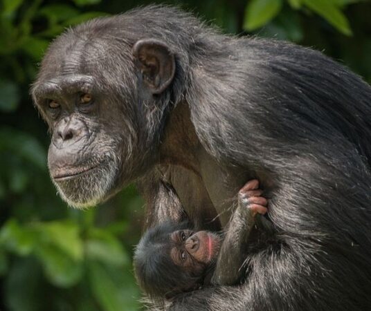 Chimp Chester Zoo