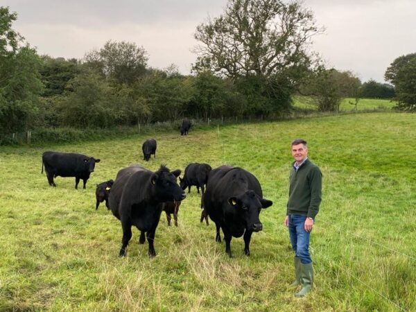 Gary Halman Cows