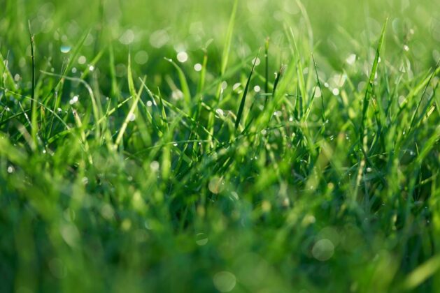 Lawn, c Nora Jane Long on Unsplash