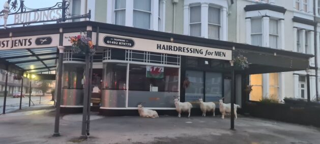 Llandudno Goats