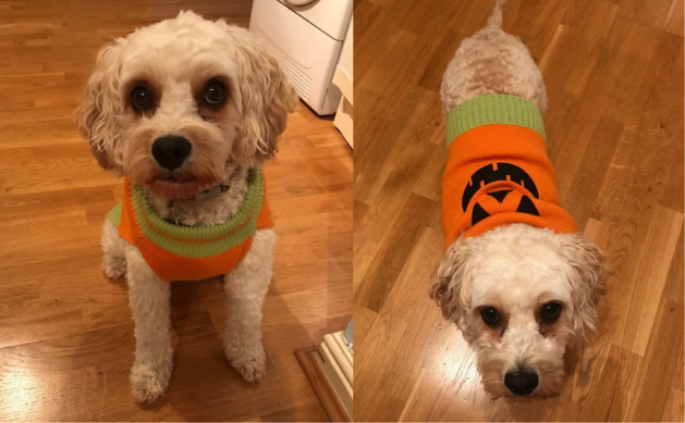 Maisie Combined Pumpkin