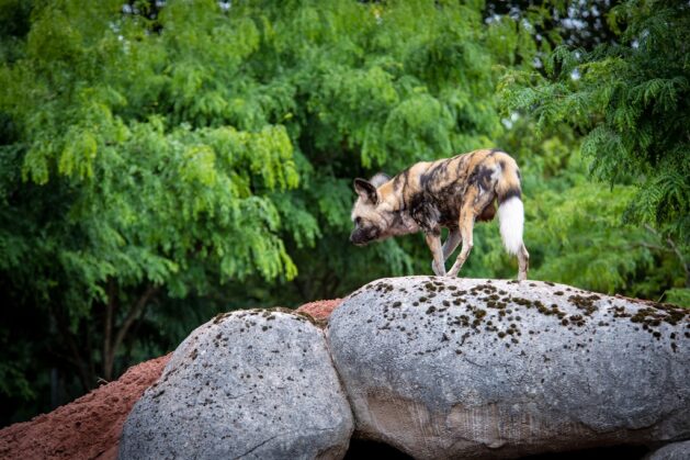 Painted Dogs, Chester Zoo, P.CWAC
