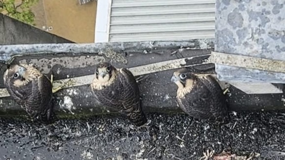 Peregrine Falcons, Oldham Council, p Oldham Council