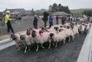 Pooley Bridge Reopening SHEEP