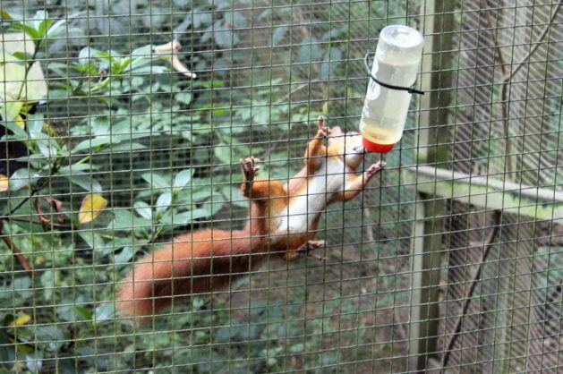 Red Squirrel Welsh Moutain Zoo CC BY SA 2.0