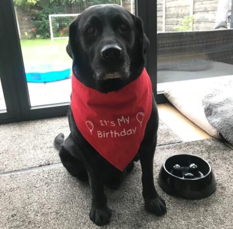 Roland The Dog