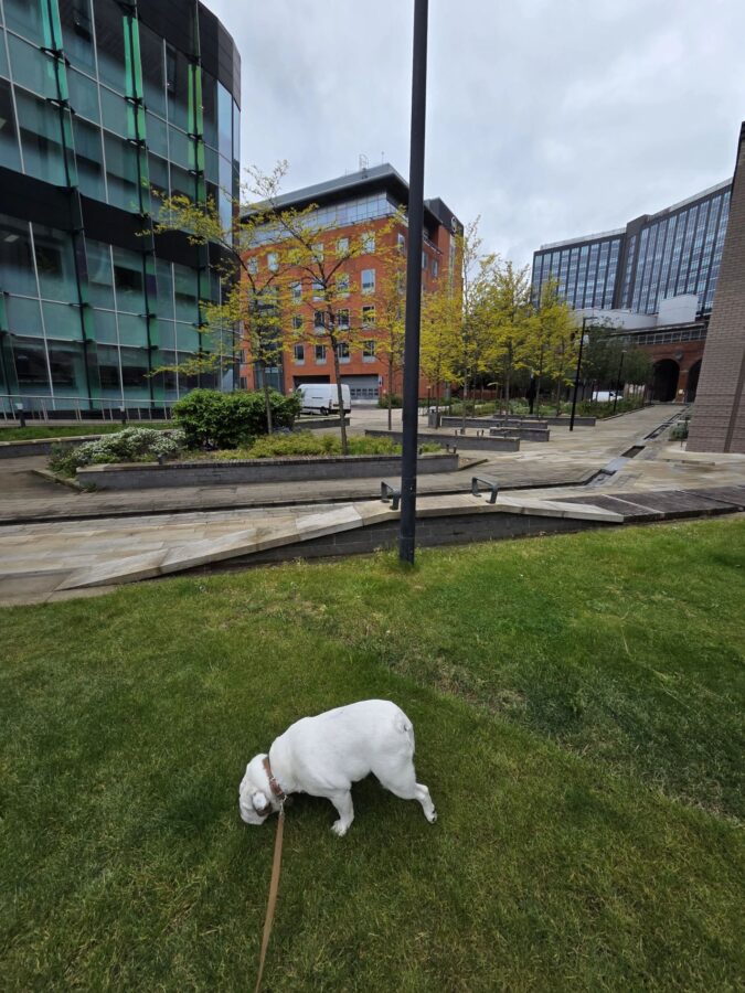 Rosie the dog, c Phil Cooper