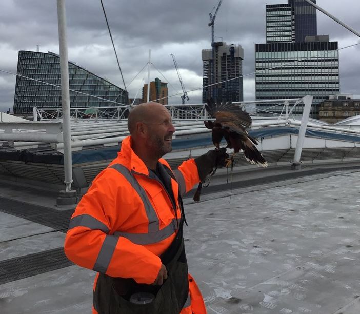 Victoria Station Harris Hawk THING October 2018