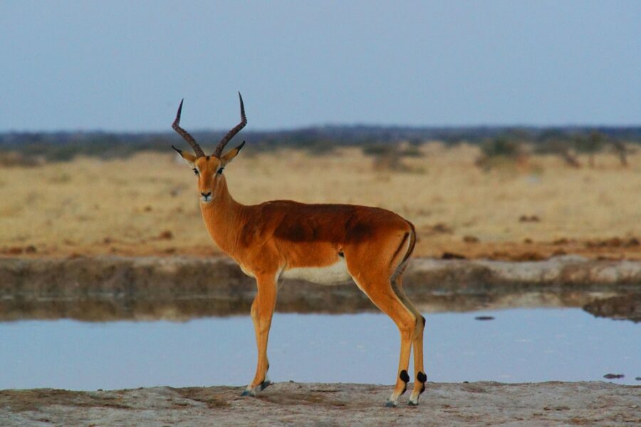 antelope, c Alex on Unsplash