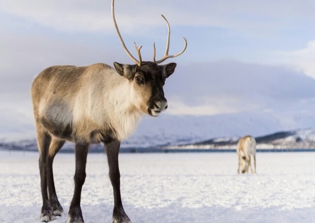 reindeer, c Nicolas Lafargue on Unsplash