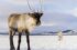 reindeer, c Nicolas Lafargue on Unsplash
